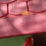 phoca_thumb_m_indini  41 Fotogalerie
